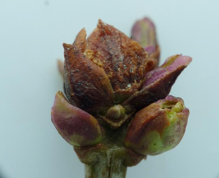 Syrengalmide (Aceria loewi)