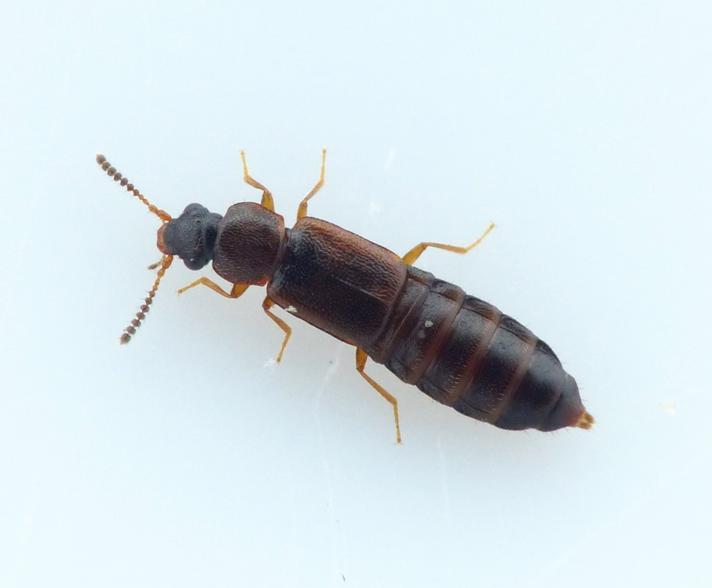 Phyllodrepa Gracilicornis (Dropephylla gracilicornis)
