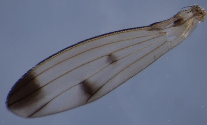 Geomyza hackmani (Geomyza hackmani)