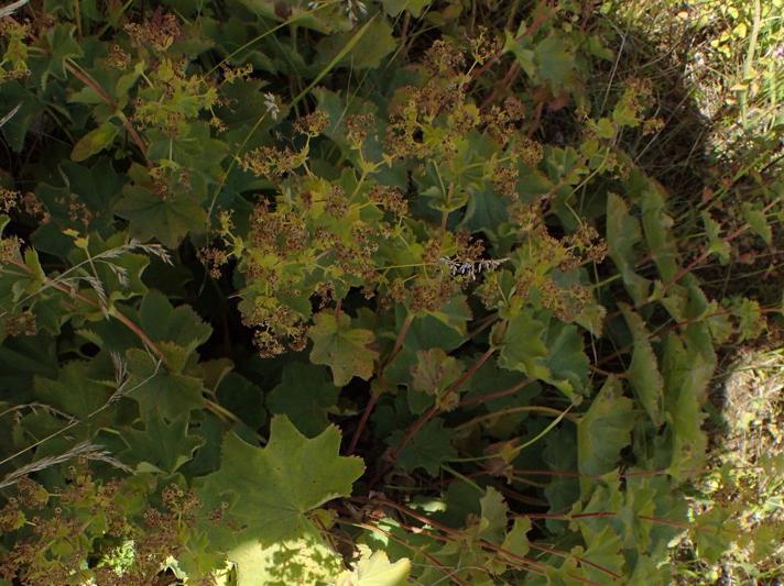 Lådden Løvefod (Alchemilla mollis)