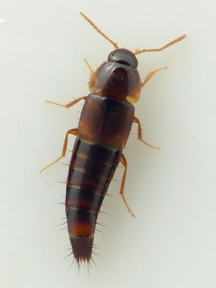 Tachyporus nitidulus (Tachyporus nitidulus)