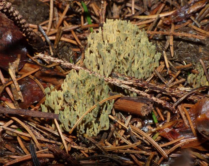 Gulgrøn Koralsvamp (Ramaria abietina)