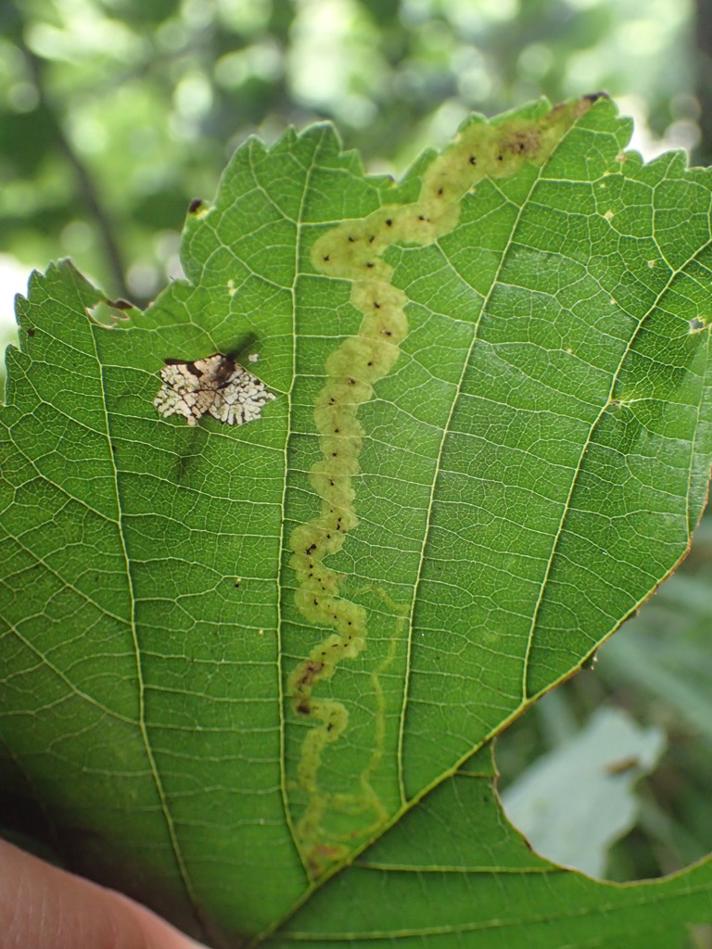 Agromyza alnivora (Agromyza alnivora)