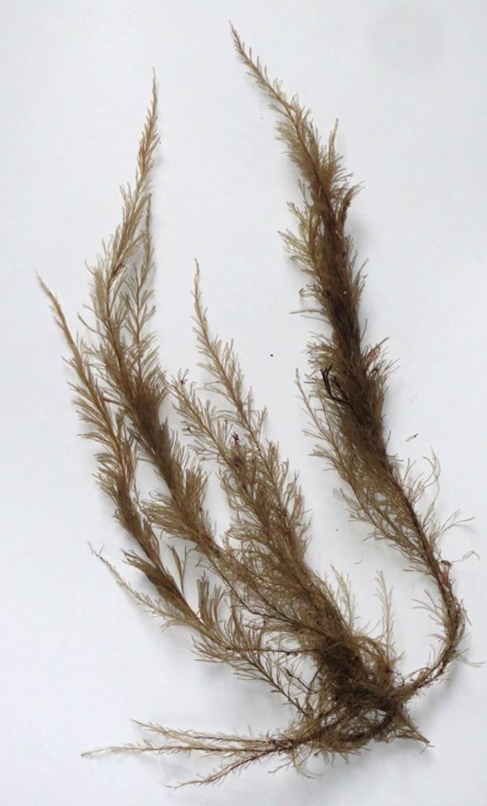 Cyprespolyp (Sertularia cupressina)