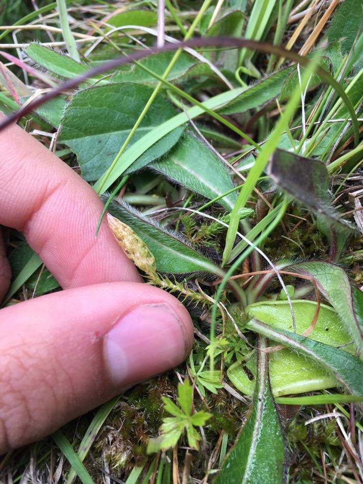 Dværgulvefod (Selaginella selaginoides)