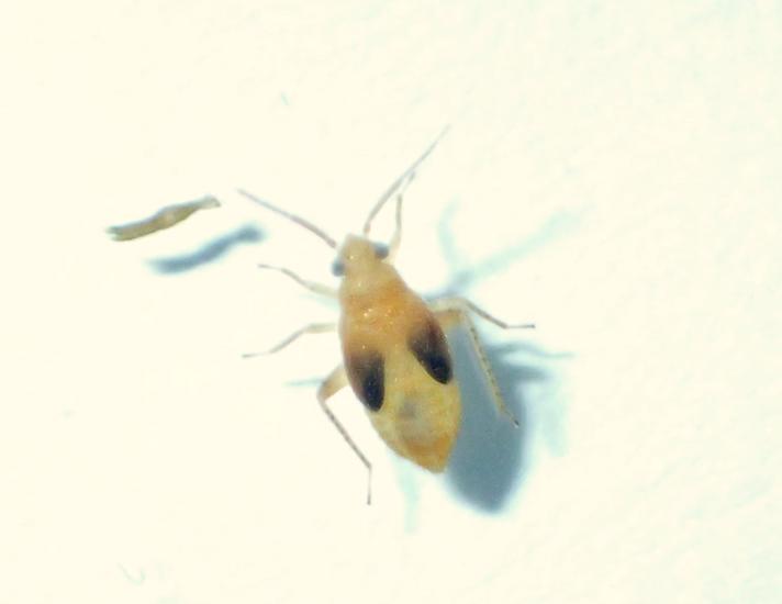 Gråbynketæge (Europiella artemisiae)