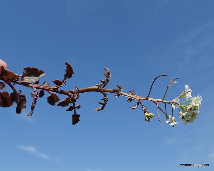 Brøndkarse (Nasturtium sp.)