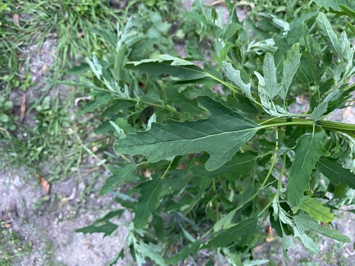 Figenbladet Gåsefod (Chenopodium ficifolium)