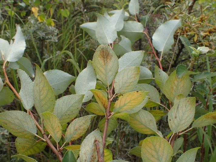 Balsam-Poppel (Populus balsamifera)