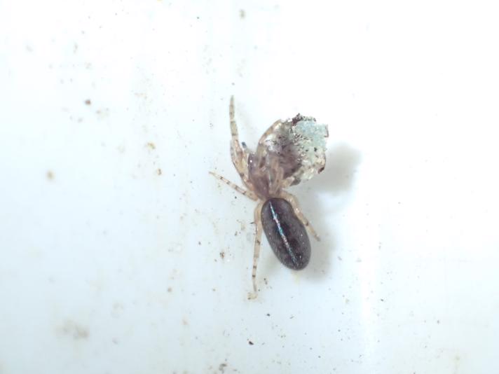Snubletrådsedderkop (Segestria senoculata)