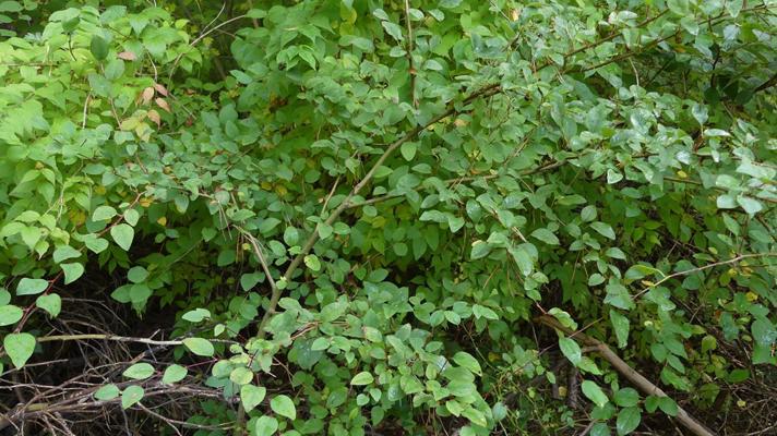 Cotoneaster przewalski (Cotoneaster przewalski)