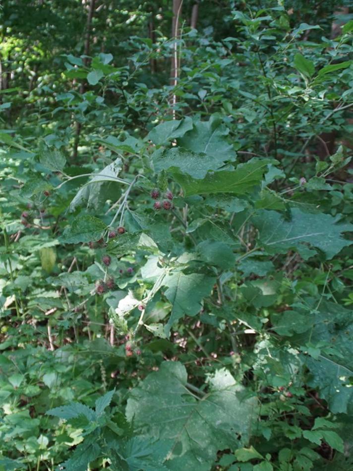 Skov-Burre (Arctium nemorosum)