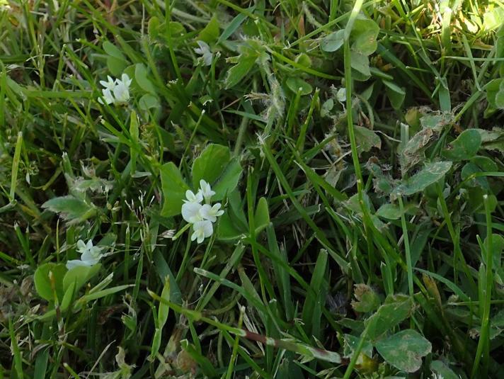 Jord-Kløver (Trifolium subterraneum)