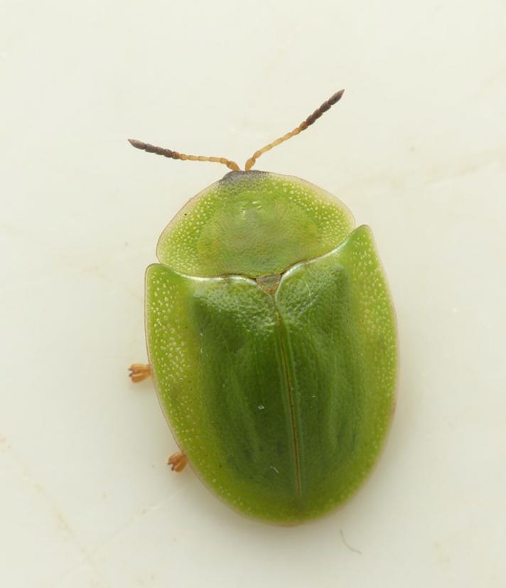 Stor Skjoldbille (Cassida viridis)
