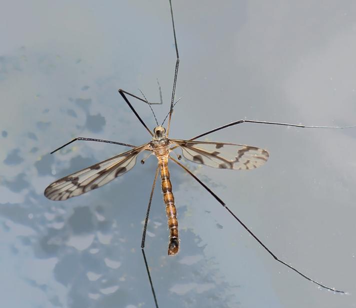 Idioptera pulchella