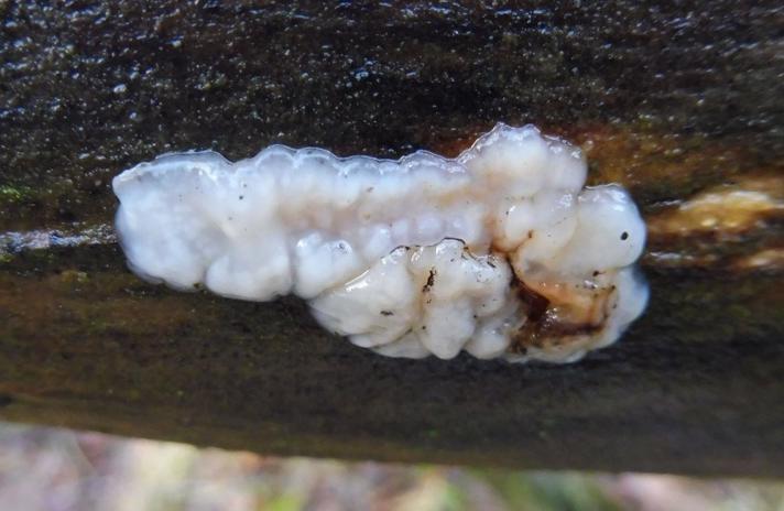 Hvidlig Bævretop (Exidia thuretiana)