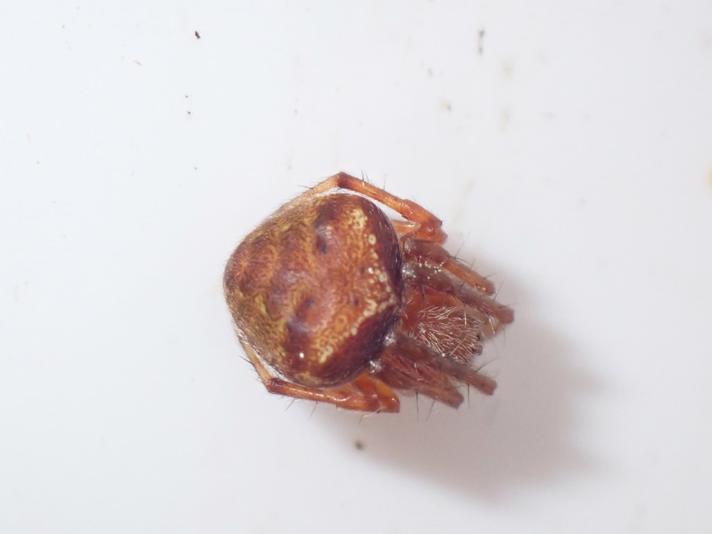 Araneus triguttatus/sturmi (Araneus triguttatus/sturmi)
