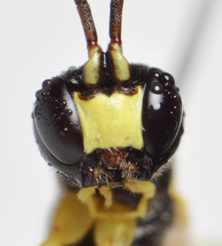 Pseudorhyssa nigricornis