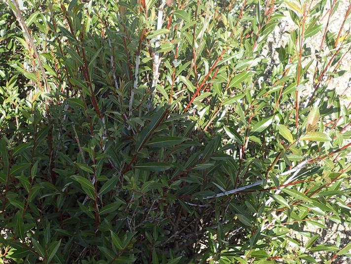 Dug-Pil (Salix daphnoides)