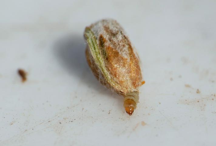 Coleophora artemisicolella (Coleophora artemisicolella)