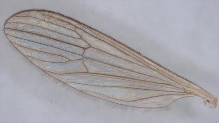 Erioptera lutea