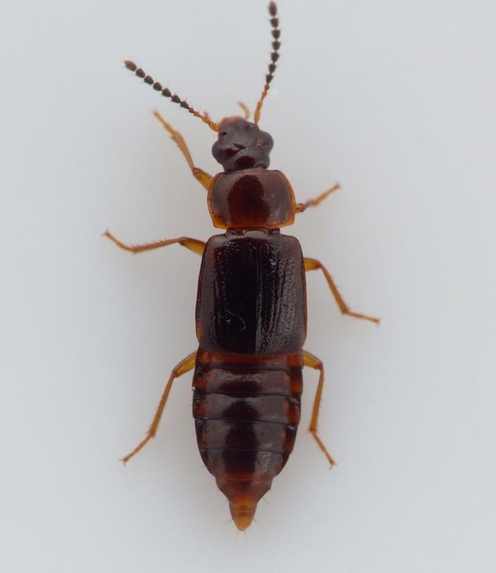 Phyllodrepoidea crenata (Phyllodrepoidea crenata)