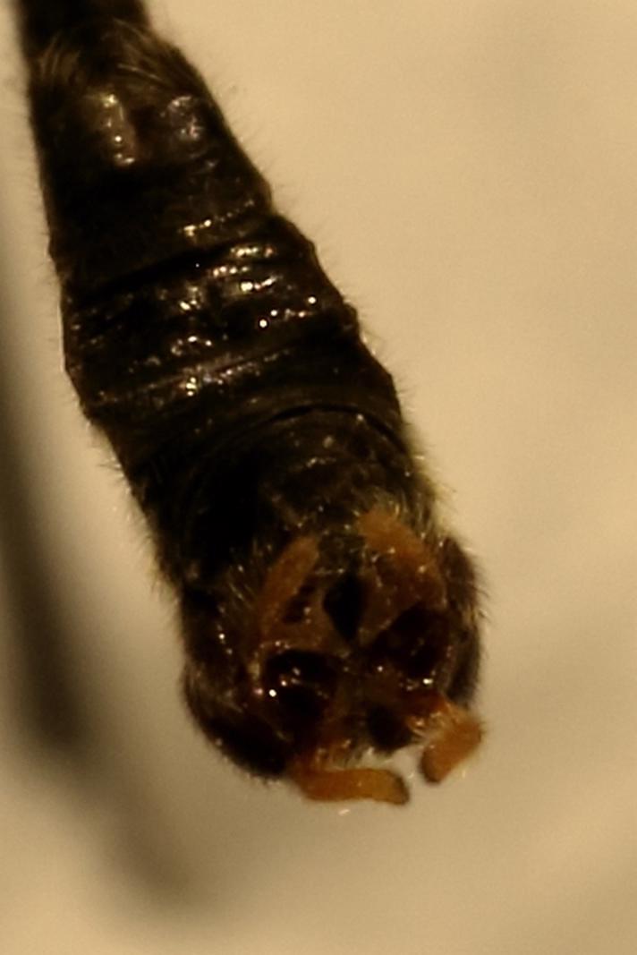 Ptychoptera scutellaris (Ptychoptera scutellaris)