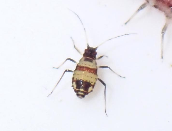 Stribet Birkebladlus (Callipterinella tuberculata)