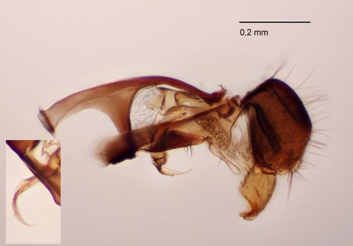 Anthomyza collini (Anthomyza collini)