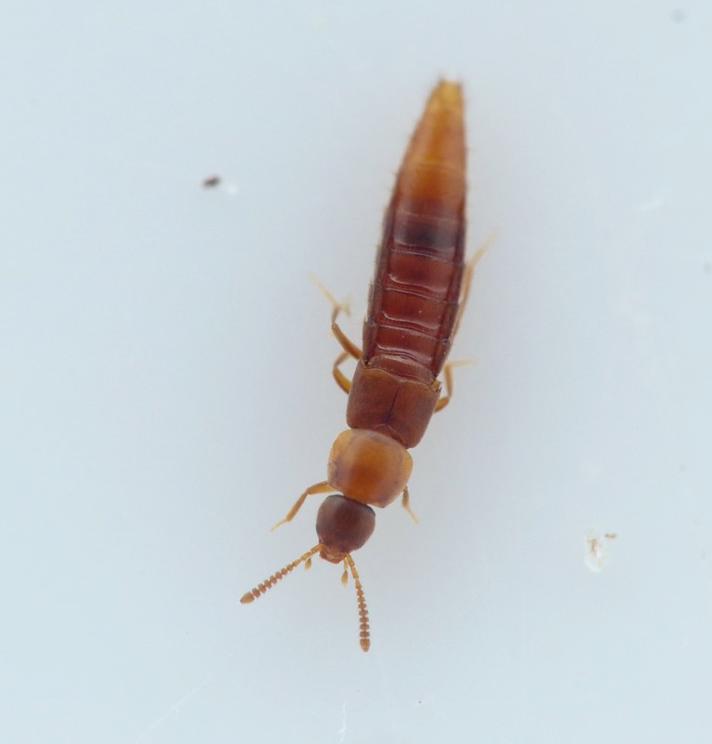 Oxypoda flavicornis (Oxypoda flavicornis)