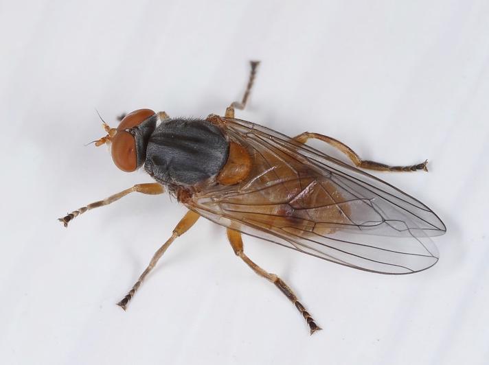 Bøge-Træsaftsvirreflue (Brachyopa pilosa)