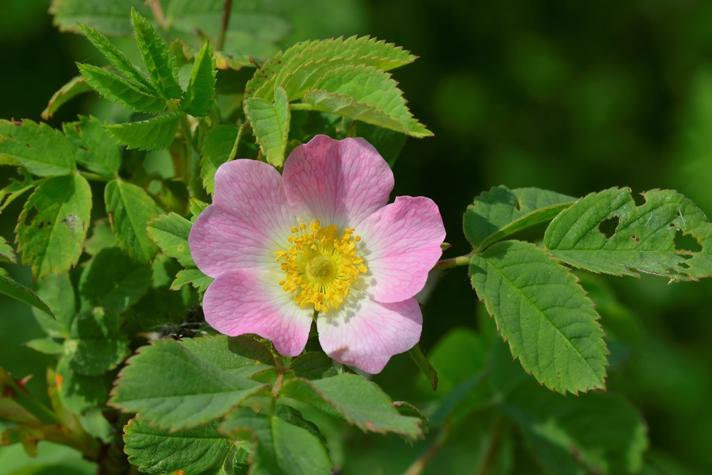Spansk Hyben-Rose (Rosa villosa ssp. villosa)
