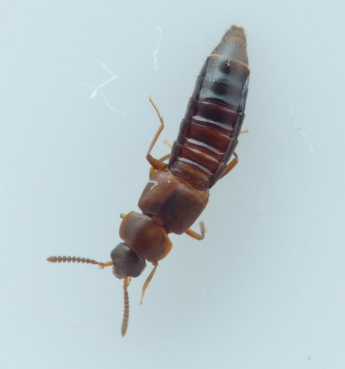 Euryusa castanoptera (Euryusa castanoptera)