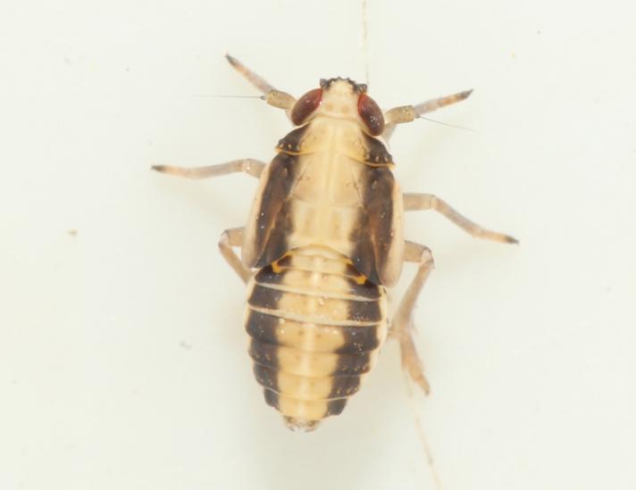 Muellerianella sp. (Muellerianella sp.)