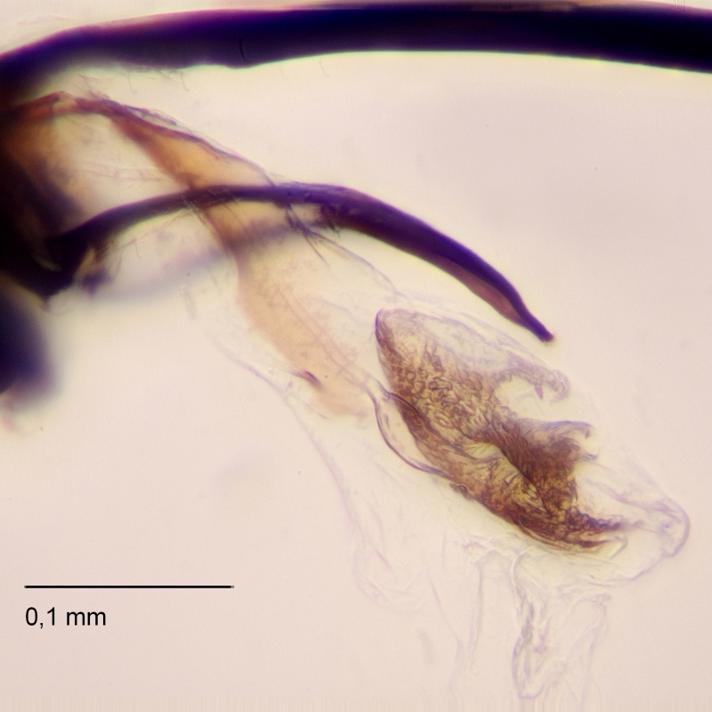 Ophiomyia aquilegiana (Ophiomyia aquilegiana)