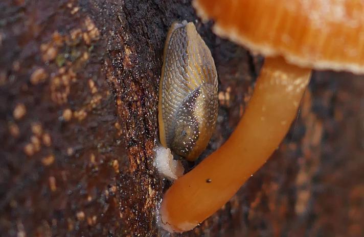 Sortsidesnegl (Arion distinctus)