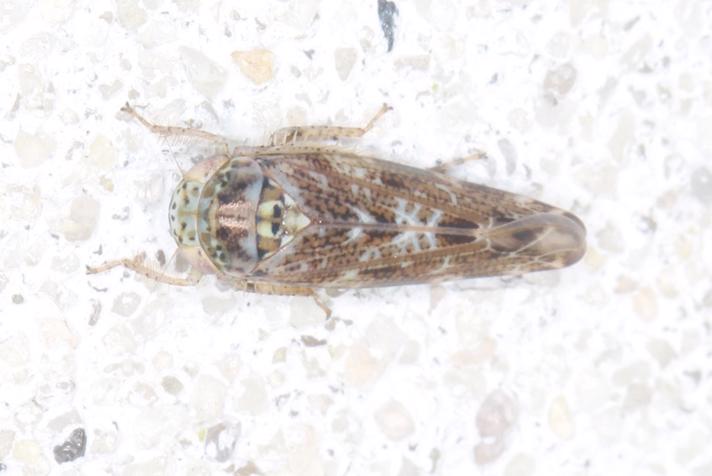 Brunmeleret Cikade (Allygus mixtus)