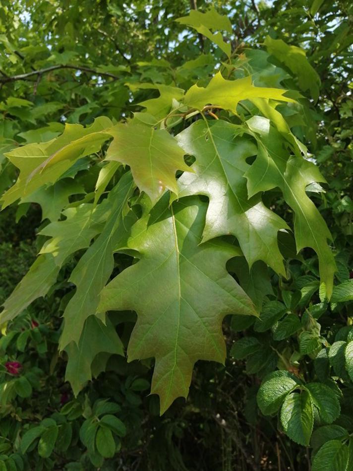 Rød-Eg (Quercus rubra)