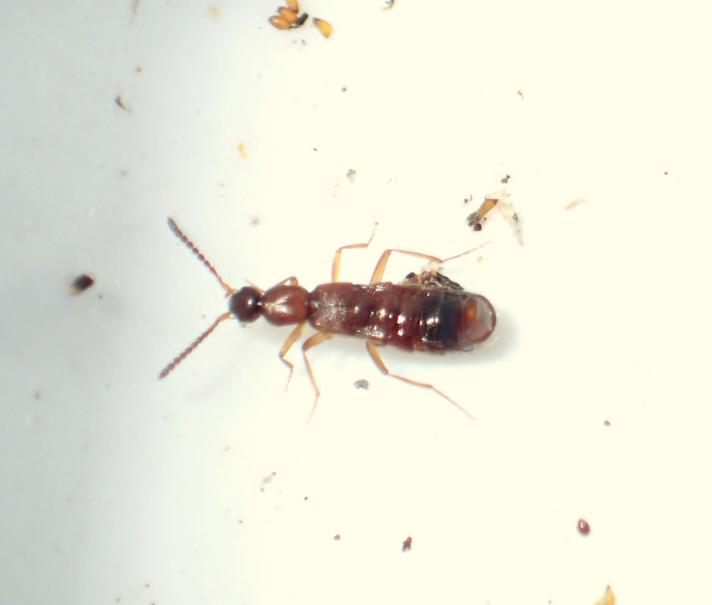 Myrerøver (Drusilla canaliculata)