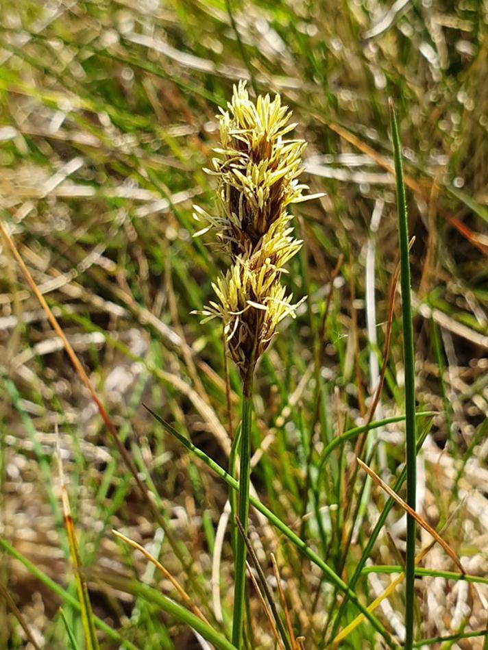 Langakset Star (Carex appropinquata)