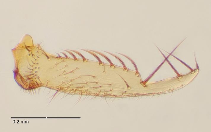 Mycetophila ruficollis