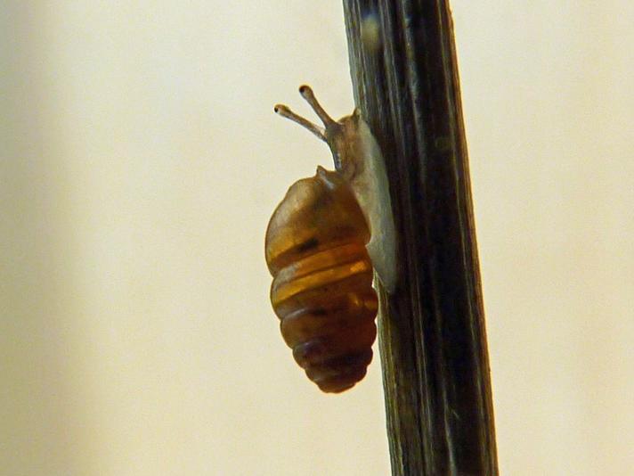 Vinkeltandssnegl (Lauria cylindracea)