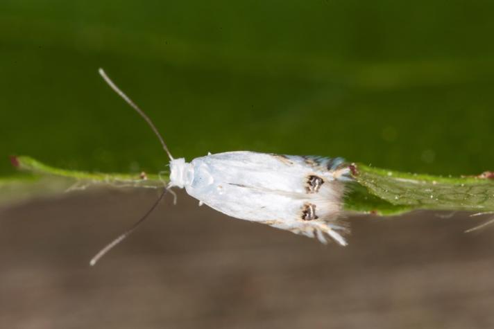 Gyvelmøl (Leucoptera spartifoliella)