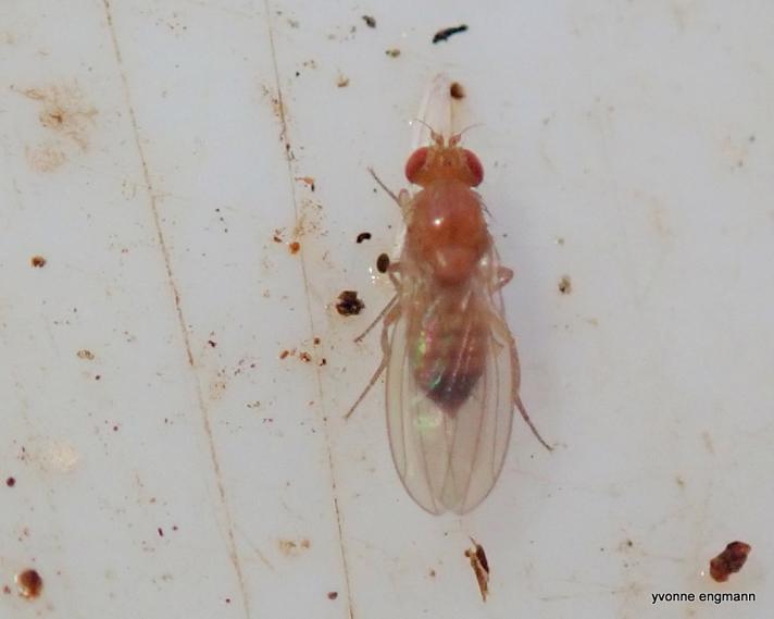 Drosophila sp. (Drosophila sp.)