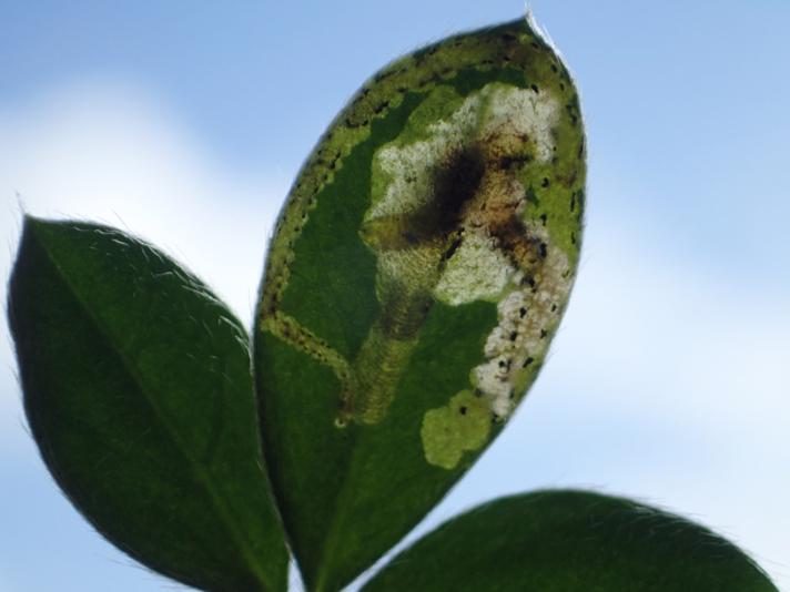 Agromyza nana (Agromyza nana)