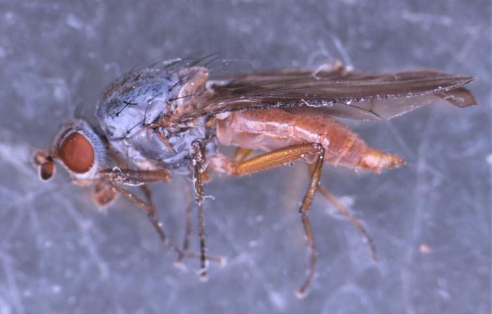 Heteromyza oculata (Heteromyza oculata)
