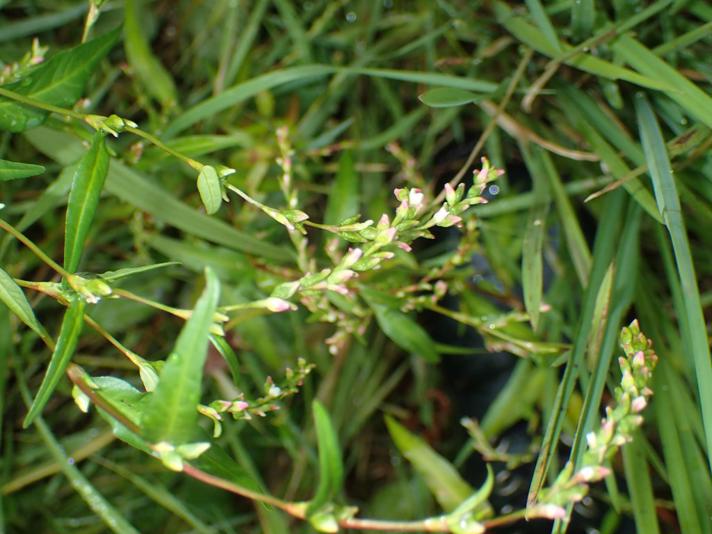 Bidende Pileurt (Persicaria hydropiper)