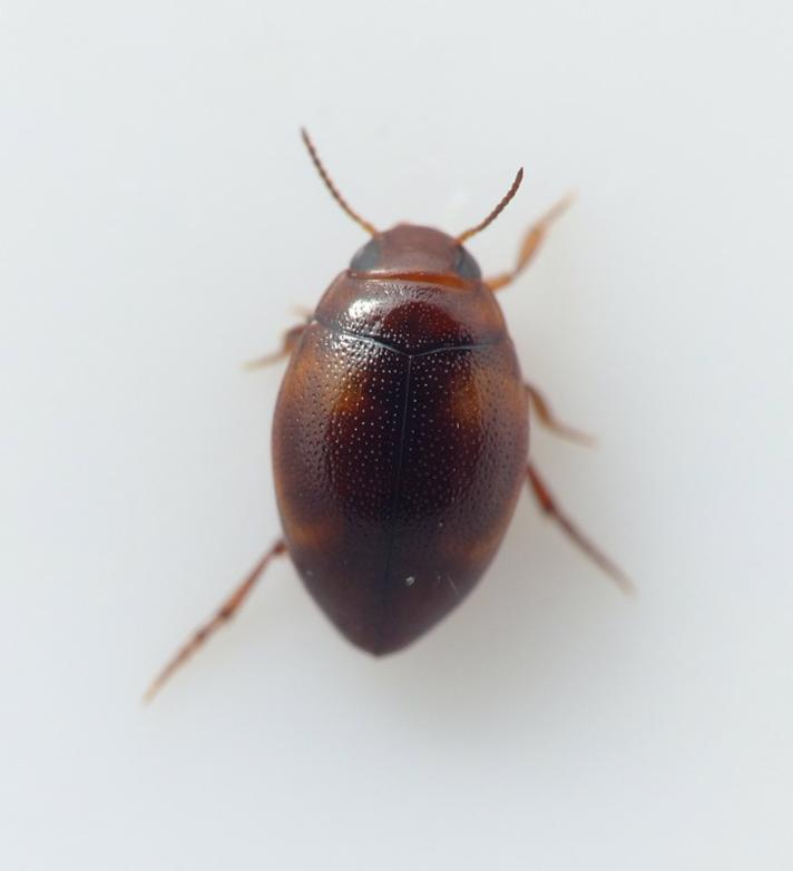 Clemnius decoratus