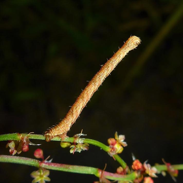 Dværgmåler sp. (Eupithecia sp.)