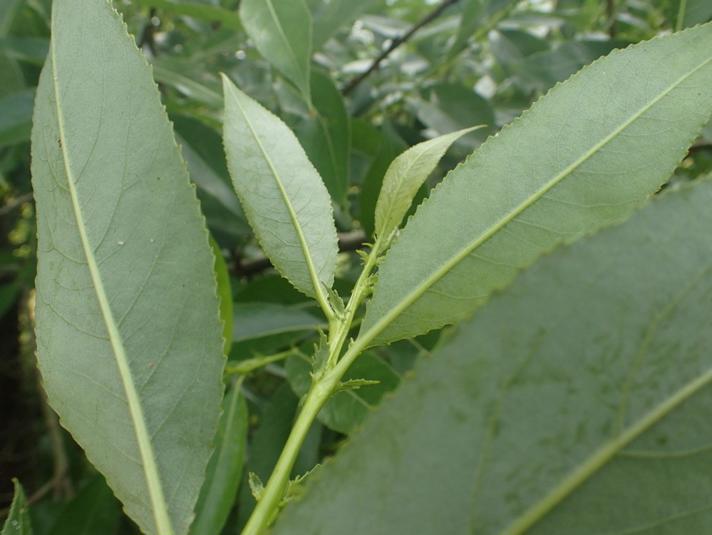 Femhannet Pil x Mandel-Pil (Salix pentandra x triandra)